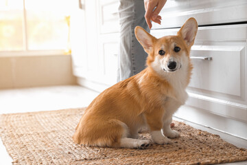 Cute Corgi dog with owner in kitchen
