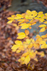 Fall background of yellow leaves on the tree branch. Vertical.