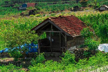 A small hut in the middle of a plantation.