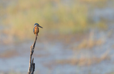 Common kingfisher basking in the Sun