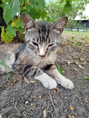 sick homeless tabby cat outdoors in summer