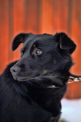 black mongrel dog mongrel outdoors in winter