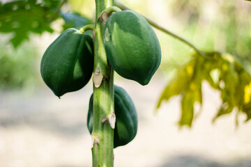 A papaya tree and a lot of green papayas and its background is blurred