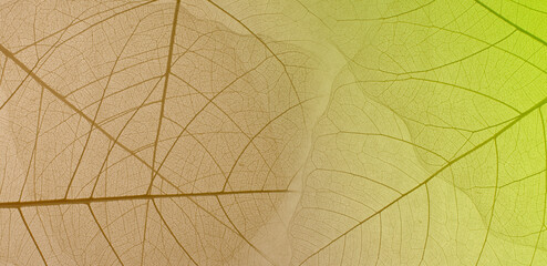 Naklejka na ściany i meble Close-up of a leaf. skeleton leaf leaves with a transparent shape .the leaves look abstract from nature and have a pattern at seamless background .beautiful colors for text and advertising
