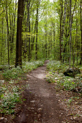 A hiking trail in an Ontario Provincial Park.