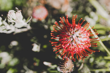 native Australian red protea flower outdoor in beautiful tropical backyard