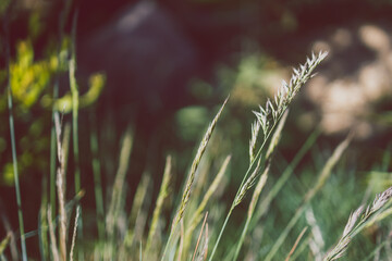 close-up of festuca glauca grass with seeds