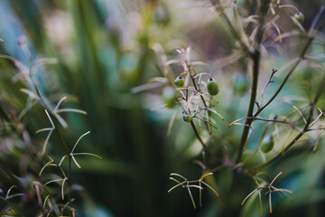 native Australian dianella tasmanica blue flax lily grass with berries outdoor in beautiful tropical backyard