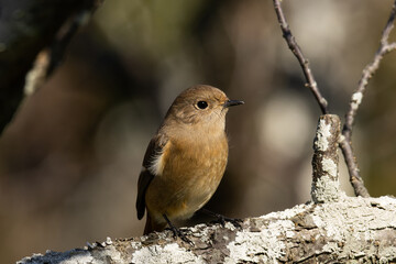 円らな瞳のジョウビタキの雌