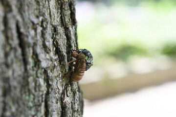 クマゼミの羽化