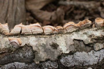 Mushroom which looks like bacon on the decaying log in a row.