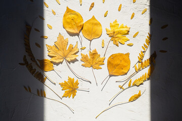 Autumn composition framed in shadow bouquet of yellow dry leaves on a white relief background. Flatlay top view, hard light