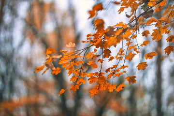 Yellow orange leaves during autumn season with warm sunlight. Fall park on blurry background. Beautiful nature scenic, relaxing, idyllic forest closeup, blurred landscape view. Colorful foliage bokeh