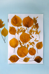 Flatlay autumn herbarium of dried orange leaves on white paper on a blue background. Top view, botany, collecting