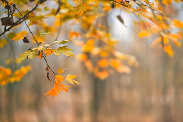 Yellow orange leaves during autumn season with warm sunlight. Fall park on blurry background. Beautiful nature scenic, relaxing, idyllic forest closeup, blurred landscape view. Colorful foliage bokeh