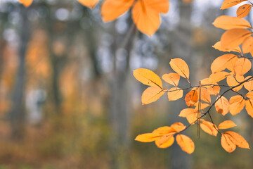 Yellow orange leaves during autumn season with warm sunlight. Fall park on blurry background. Beautiful nature scenic, relaxing, idyllic forest closeup, blurred landscape view. Colorful foliage bokeh
