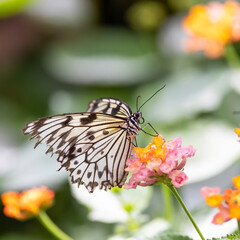Close up shot of butterfly on a pink wild flower