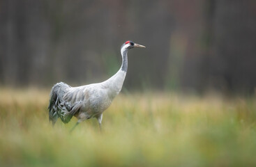 Common crane bird ( Grus grus )