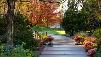 Colorful mums, autumn trees and scenic alley in Frederik Meijer gardens in Grand Rapids, Michigan