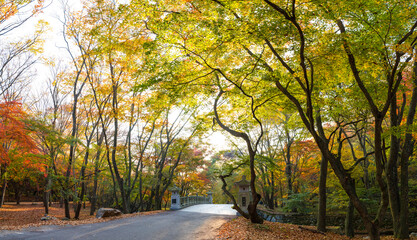 Naklejka na ściany i meble 정읍 내장사 경내의 아름다운 가을 단풍