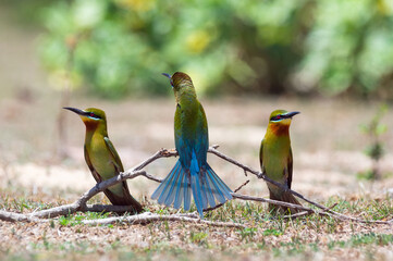 Bird lovers, Beautiful Blue-tailed bee-eater (Merops philippinus) On a branch above the meadow with green background in Phetchaburi Thailand. Flock of birds.