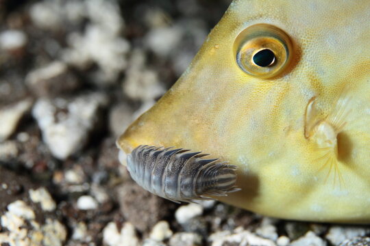 Pez gallo con par&aacute;sito