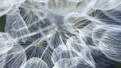 Many beautiful white crystal dandelion fluffy seed head flower on nature background. Dreamy thoughts. image for picture on wall or cover.