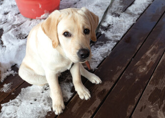 Adorable labrador dog sitting on snowy wooden platform and looking at camera
