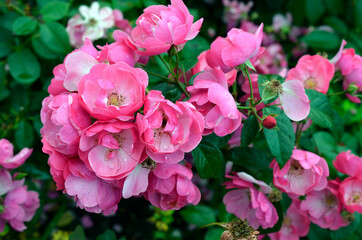 Bush rose buds and flowers close-up