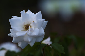 白くて綺麗な薔薇