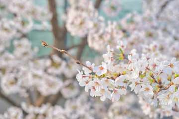 満開の桜