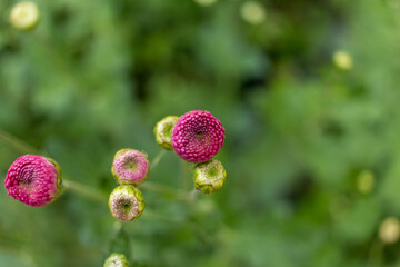 chrysanthemum