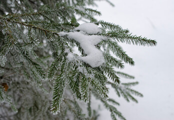 Branch of a Christmas tree in the snow for a holiday
