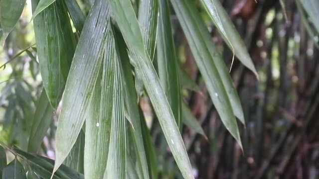tropical footage atmosphere. bamboo leaves hd videos. moving camera through bamboo leaves.