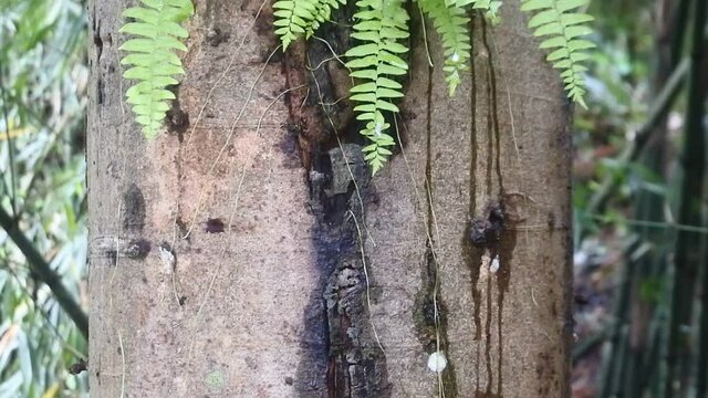 wild plant parasite clings to the tree
