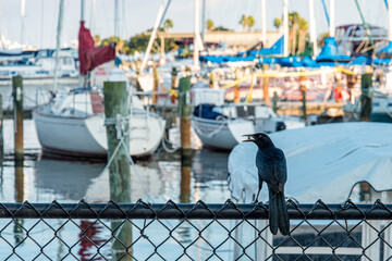 A black bird with a pearl in his beak at the yacht harbor of St. Petersburg
