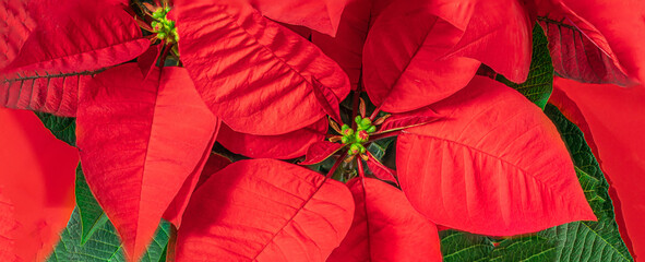 Red Christmas flower  Poinsettia as a background. Wallpaper. Xmas symbol Euphorbia 