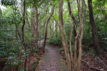 a refreshing autumn forest with a footpath