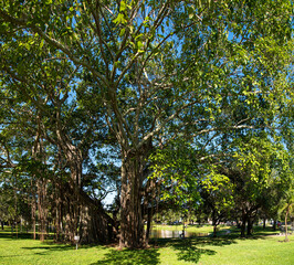 Beautiful old big mangrove tree in a park in St. Petersburg, Florida