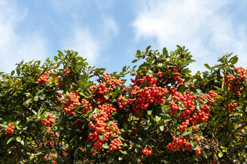 Fototapeta na wymiar red apple tree