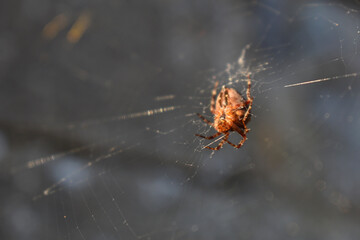 spider on a web