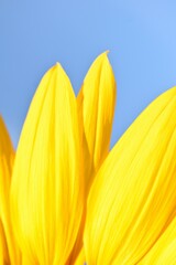 yellow flower on blue sky