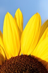 sunflower on blue background