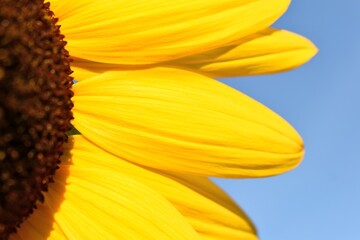 sunflower on blue background