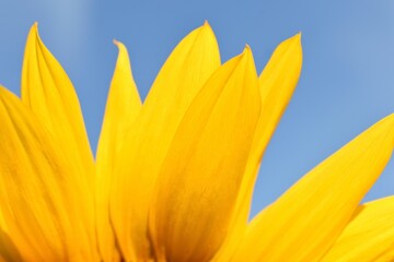 yellow sunflower on a blue background
