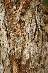 Wooden Bark in the garden , Close up Texture
