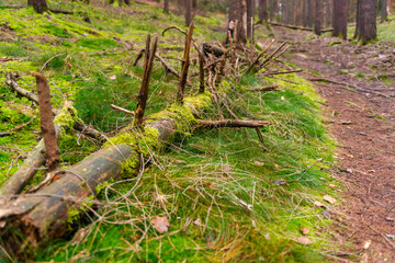 Old broken tree. Green moss, close-up. Forest, leaves, autumn. Forest landscape. A path in the trees. Mountain trail.