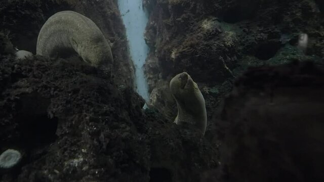 This video shows ocean eels in coral reef.