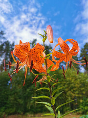Lilium lancifolium Thunb (Lilium tigrinum Ker - Gawl.) in raindrops on a background of trees and a blue sky with clouds.