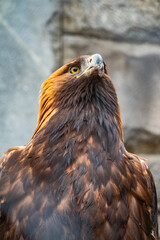 Portrait of Bird of prey Golden Eagle, Aquila chrysaetos